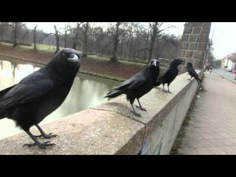 Youtube: Sound of Crows