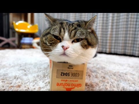 Youtube: 箱とねこ２４。-Box and Maru 24.-