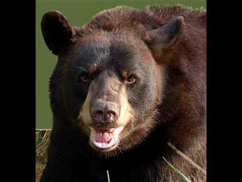 Youtube: Bear ROAR!