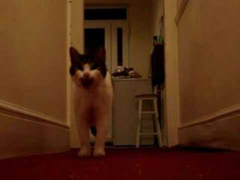 Youtube: My cat Tiggy talking / speaking saying hello