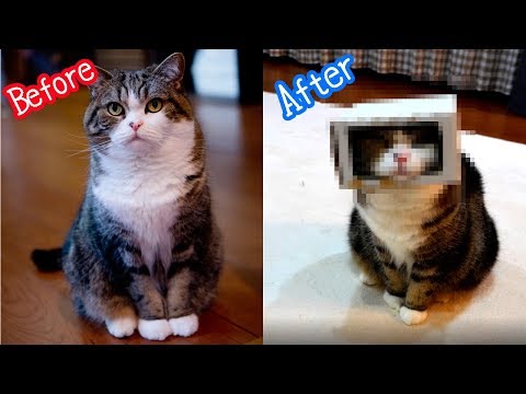 Youtube: 変身するねこ。-Transformer Maru.-