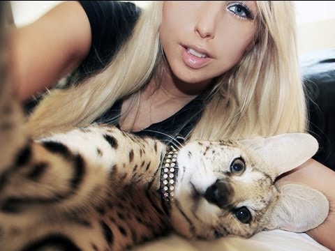 Youtube: CUTEST CAT EVER!!!