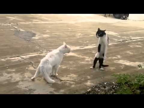 Youtube: Stand up Cat on Two Legs