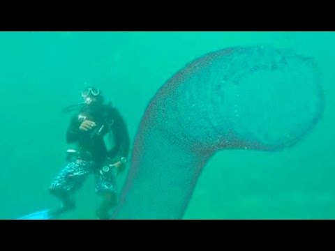 Youtube: Mystery Sea CREATURE