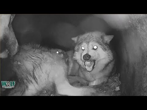 Youtube: When Wolf Mama's "Me Time" Gets Interrupted By Needy Pups