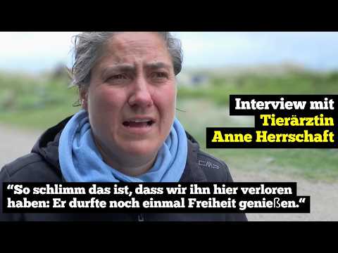 Youtube: "Er durfte noch einmal Freiheit genießen.“ - Interview mit Tierärztin Anne Herrschaft