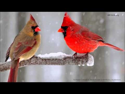 Youtube: Northern Cardinal Song