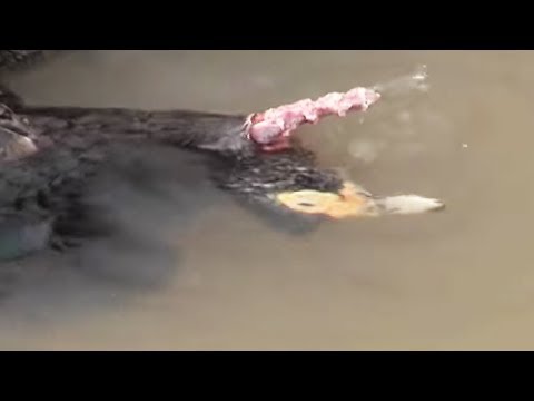 Youtube: Piranha Devours a Duck