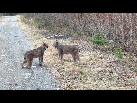 Youtube: Two Lynx in Ontario Have Intense Conversation