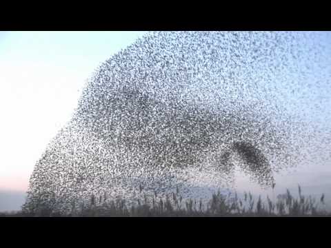 Youtube: amazing starlings murmuration (full HD) -www.keepturningleft.co.uk
