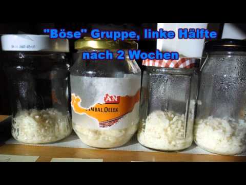 Youtube: Emoto-Reis-Experiment nach drei Wochen