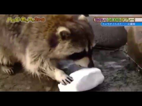 Youtube: Raccoon eats cotton candy in the end!