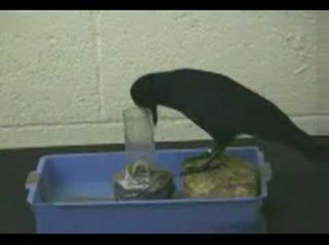 Youtube: Most intelligent bird in the world! How did he make that?