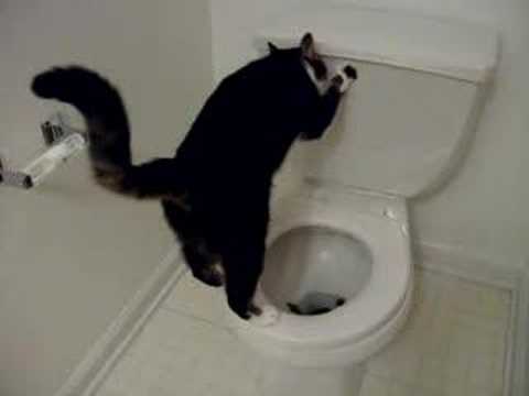 Youtube: Toilet Cat