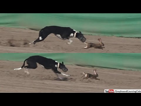 Youtube: witness the epic chase of wild rabbit with greyhound dog