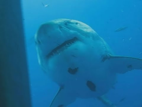 Youtube: Größter Hai der Welt "Deep Blue": Forscher zeigen neues Video