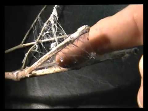 Youtube: CHEMWEB CLOSEUP BETTER QUALITY