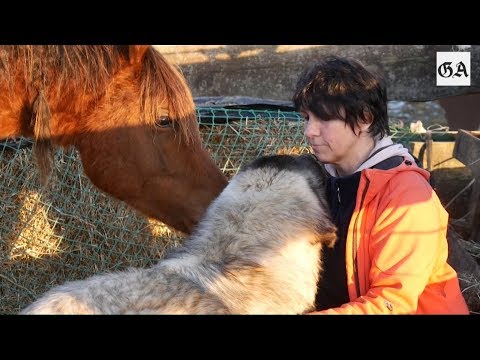 Youtube: Herdenschutzhunde beschützen Pferde in Hennef