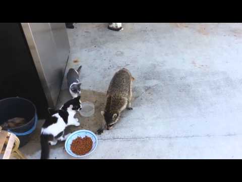 Youtube: Waschbär klaut Katzenfutter