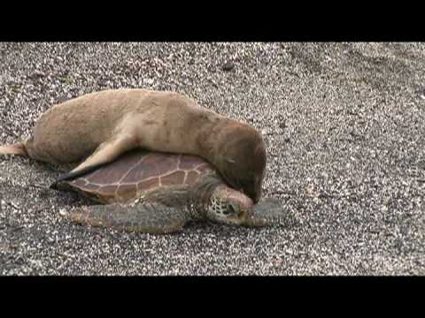 Youtube: Baby Sea Lion Rides a Turtle in Galápagos!