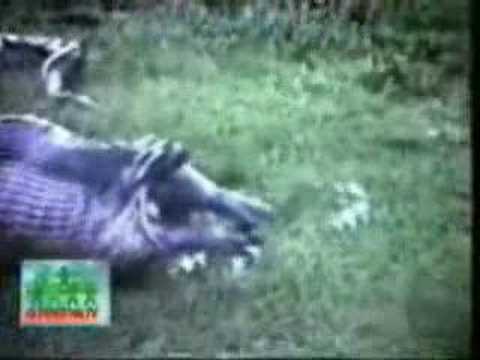 Youtube: Schlange frisst Nilpferd