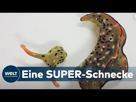 Youtube: BIZARRES PHÄNOMEN: Diese SCHNECKE köpft sich selbst und lebt danach weiter