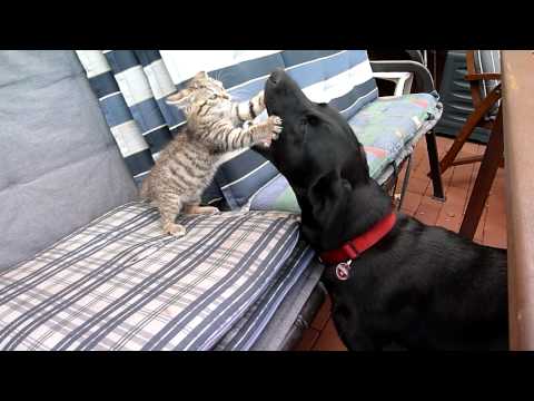 Youtube: Katz und Hund