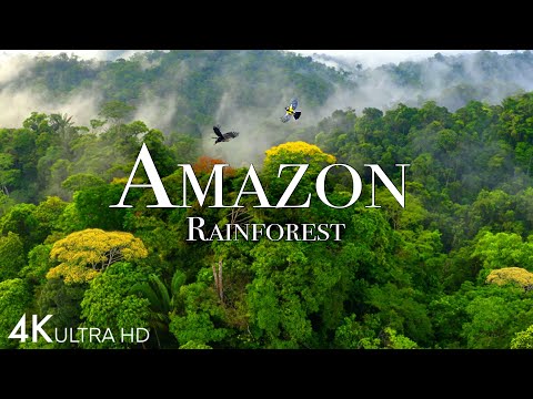 Youtube: Amazon 4k - The World’s Largest Tropical Rainforest Part 2 | Jungle Sounds | Scenic Relaxation Film