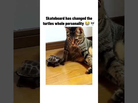 Youtube: silly ahh turtle #lol #funny #bruh #funnymemes #meme #memes #turtle #trending #capcut #subscribe #xd