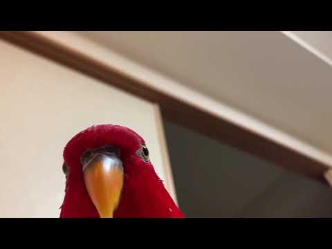 Youtube: Red birb "GUMI" wuewuewuewuewue.....staring .