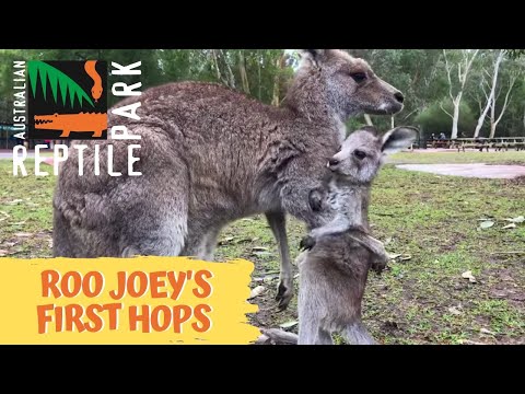 Youtube: Kangaroo joey takes first hops