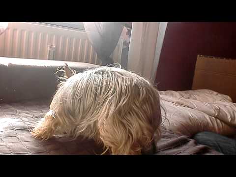 Youtube: Hund  verteidigt sein Essen!