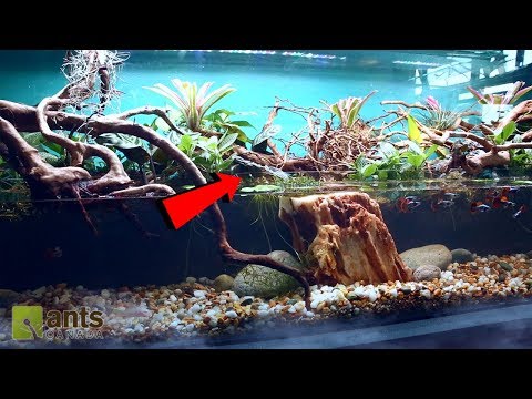 Youtube: Fire Ants vs. Simulated River Jungle