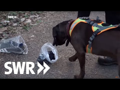 Youtube: Die Supernasen - Polizeihunde-Teams im Einsatz | SWR Mensch Leute