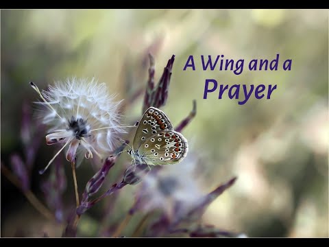 Youtube: Maria Daines ~ A Wing and a Prayer ~ Lyric video