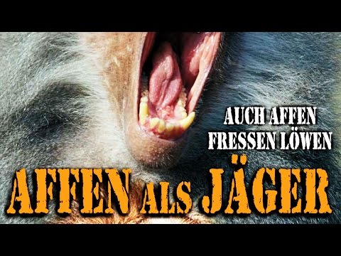 Youtube: Affen als Jäger (2013) [Dokumentation] | Film (deutsch)
