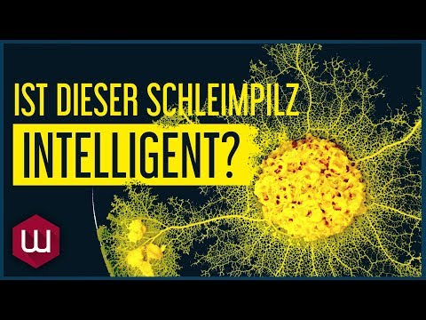 Youtube: Ist dieser Schleimpilz ohne Gehirn intelligent?