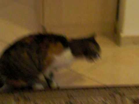 Youtube: Kotzende Katze