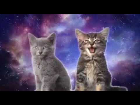 Youtube: Süße Katzen singen😍💖