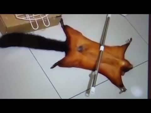 Youtube: Flying Squirrel plays dead. Fakes crime scene.
