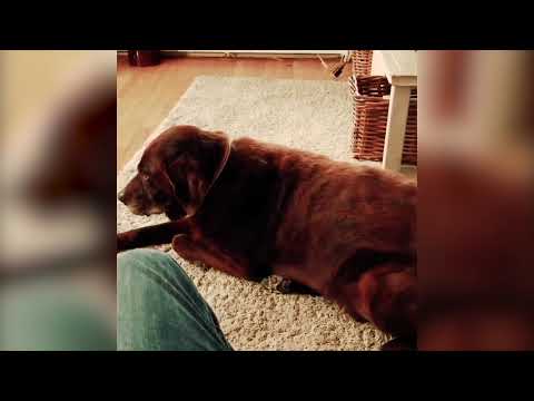Youtube: Dog fart cat puke