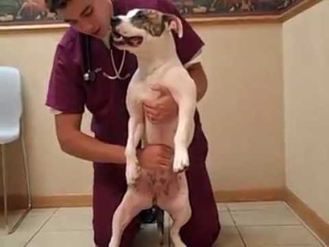 Youtube: Pet Heimlich Maneuver