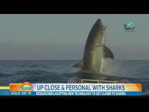 Youtube: Video of The Biggest Shark Ever Leaves News Anchor Speechless