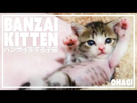 Youtube: バンザイをする子猫