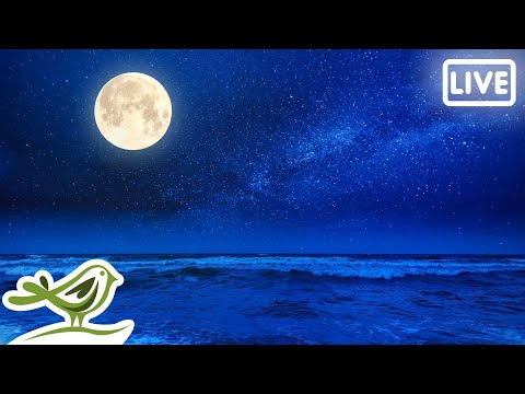 Youtube: Relaxing Ambient Music 24/7 • Sleep, Meditation, Yoga