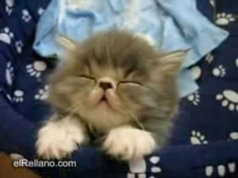 Youtube: Lustige Katzen