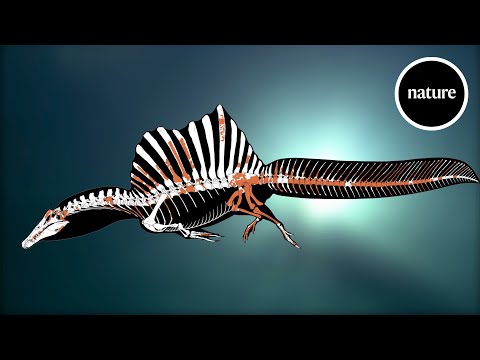 Youtube: A swimming dinosaur: The tail of Spinosaurus