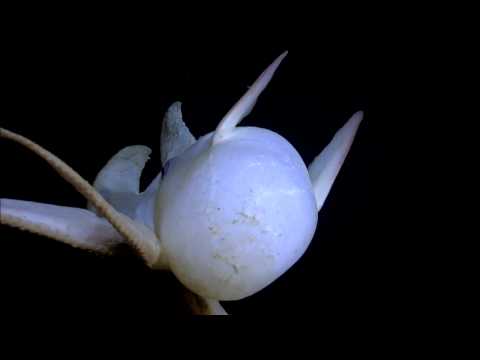 Youtube: Octopus Ballet