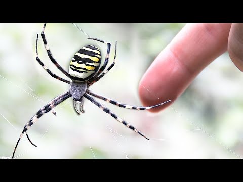 Youtube: Was passiert, wenn man eine Wespenspinne anfasst?