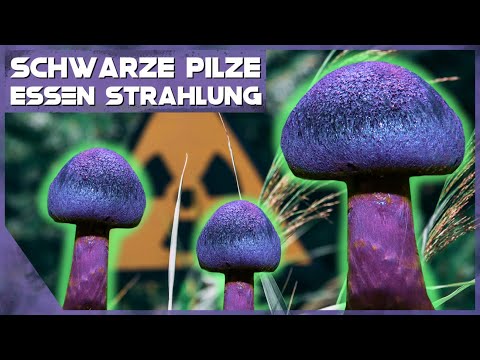 Youtube: Radioaktive Tschernobyl-Pilze essen Strahlung!